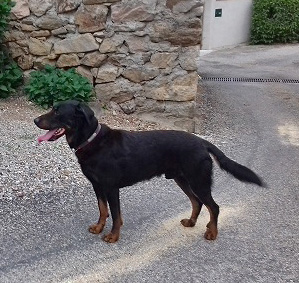 domainedelalicorne.fr photo chien beauceron photo chiot beauceron Elevage de beauceron chiot beauceron pure race élevage du clos de la licorne elevage des gardiens de la licorne elevage beauceron noir et feu authentique gros gabarits élevage de Beauceron familial sérieux et qualité domainedelalicorne.fr suivi des chiots conseil d’éducation chiot propre bas rouge santé caractère spécialiste du beauceron noir et feu ou arlequin chien rustique berger de France  nos chiots sont élevés avec amour et attention notre passion au service de la qualité Beauceron de qualité et sportif domaine de la licorne 04380 BARRAS élevage en liberté éleveur berger de beauce élevage de beauceron de travail 06 11 20 51 93 site domainedelalicorne.fr mail domainedelalicorne@gmail.com